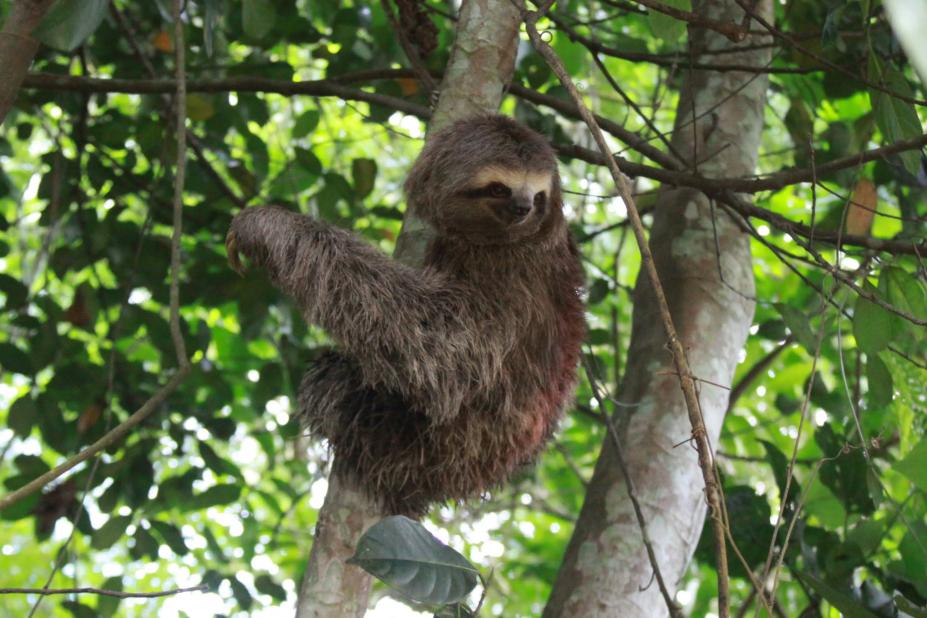 Bicho-preguiça se segura em uma árvore #paratodosverem