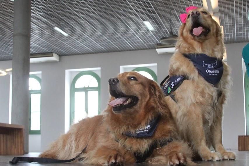 dois cães da raça Golden Retriever estão lado a lado, um macho sentado e uma fêmea em pé. 