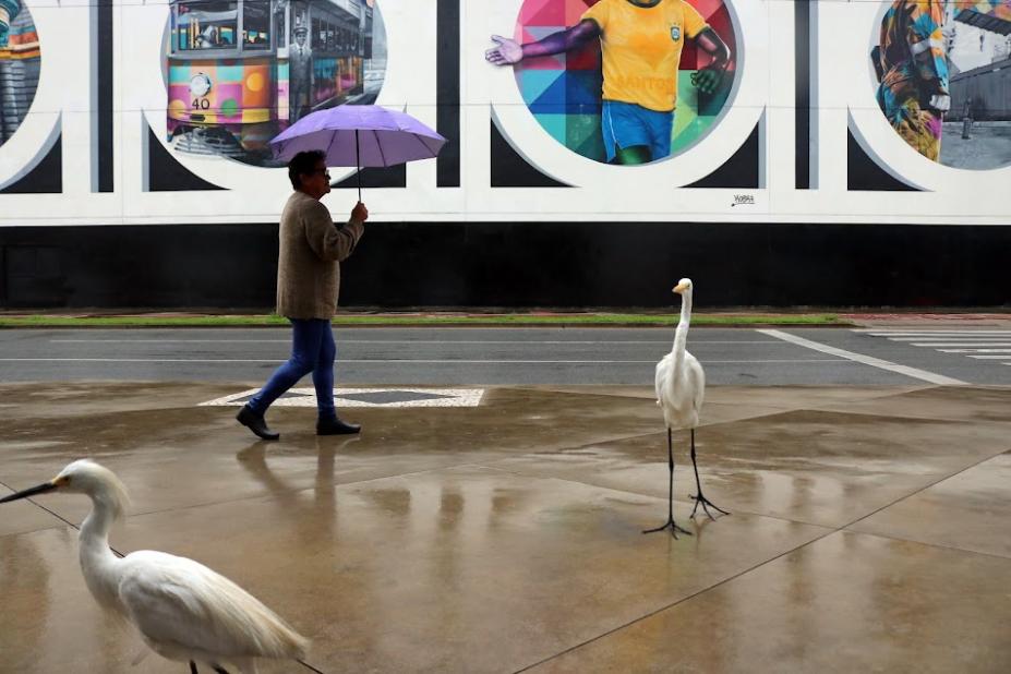 garças andando em calçada. Mulher passa à frente. Ela está agasalhada e segurando guarda chuva. Ao fundo, parte de um painel artístico pintado. #paratodosverem