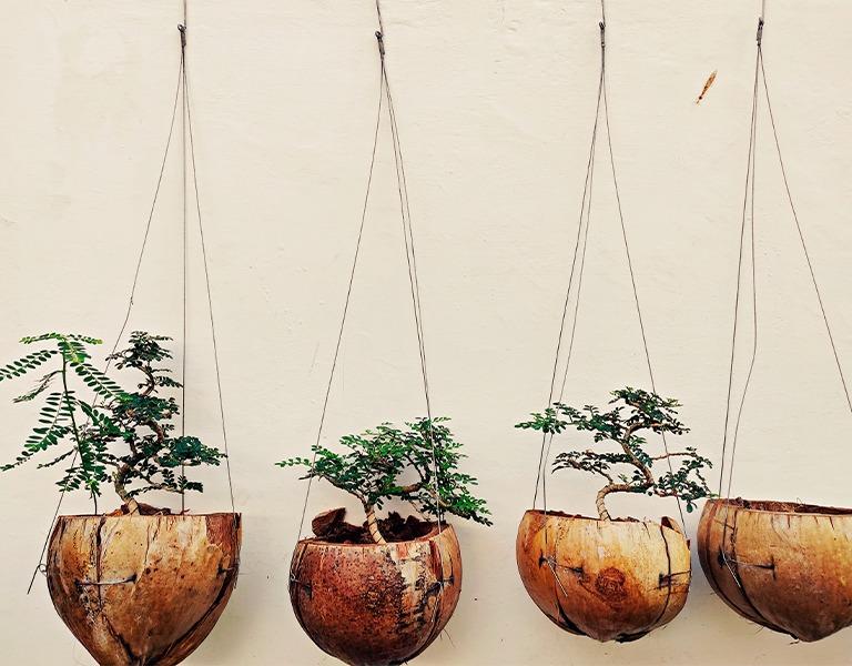 mudas de plantas em casca de coco. #paratodosverem