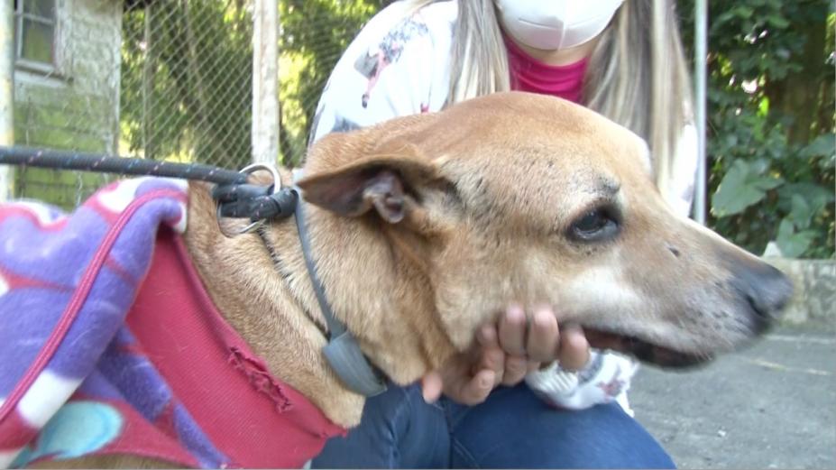 imagem em close de cão recebendo carinho da mão de uma pessoa que usa máscara. #paratodosverem