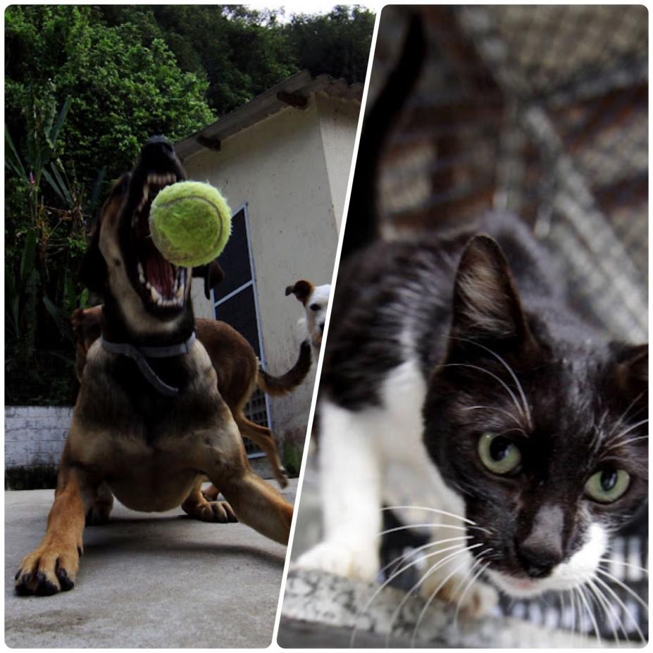 cão escancara a boca para pegar bolinha de tênis no ar; ao lado, em outra imagem, gatinho olha para a foto. #paratodosverem