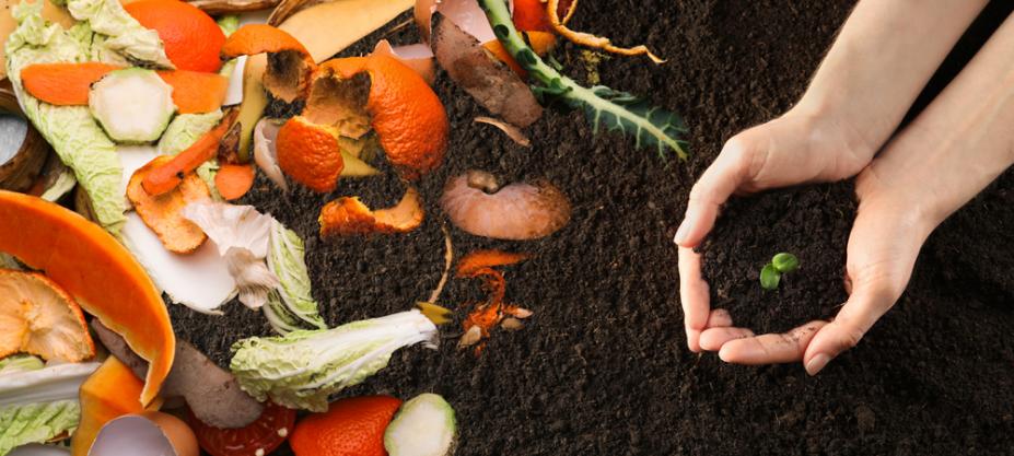 cascas de frutas e legumes sobre a terra. Duas mãos unidas com o broto de planta. #paratodosverem