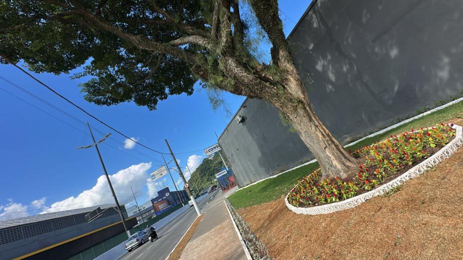 trecho de rua com árvore e canteiro gramado e florido. #paratodosverem
