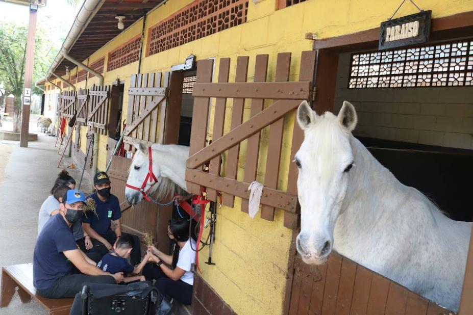 cavalos estão nos estábulos. Do lado de fora, equipe acompanha criança que está mexendo no feno para alimentar cavalo. #paratodosverem