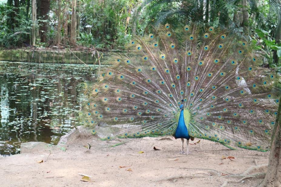 pavão com asas abertas ao lado de lago no orquidário. #paratodosverem