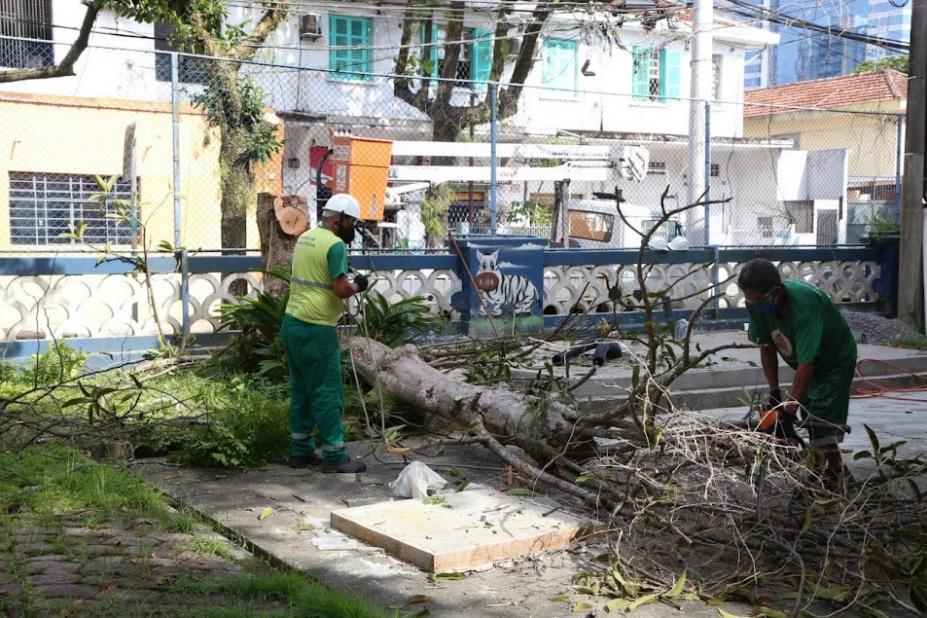 dois operários retirando árvore de jardim. #paratodosverem