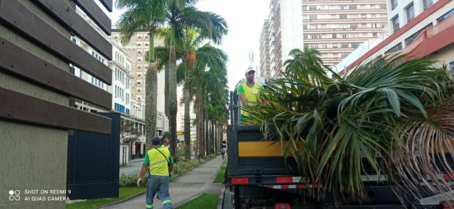 caminhão cheio de folhas em avenida ao lado de canteiro central com palmeiras. #paratodosverem