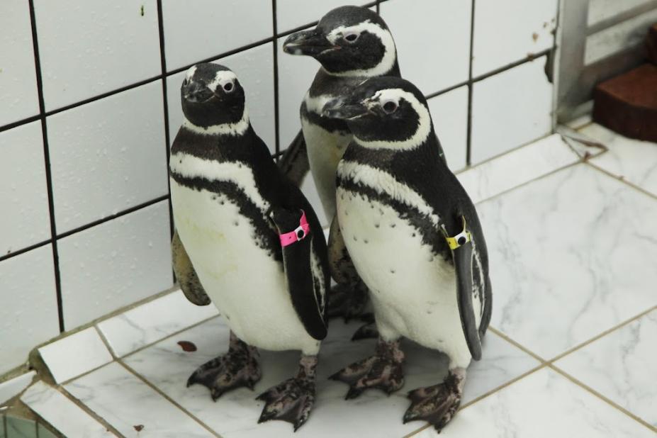 tres pinguins #paratodosverem