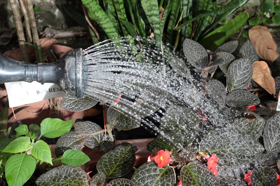 bocal de regador lança água sobre plantas. #paratodosverem 