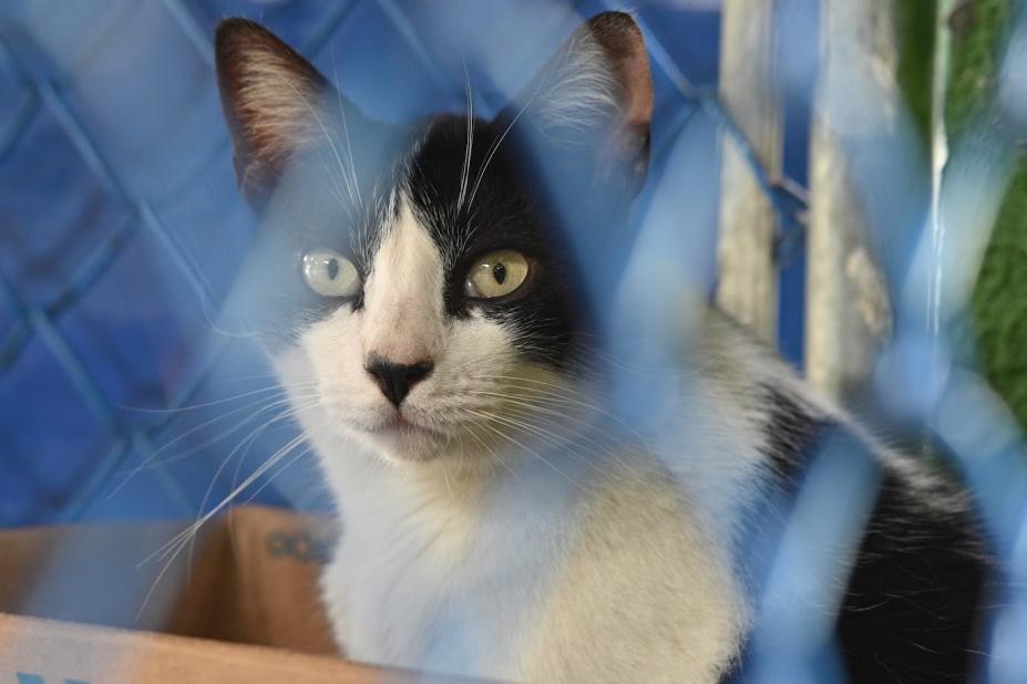 Gato para adoção no Codevida. #Paratodosverem