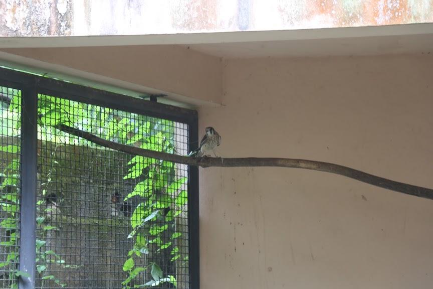 Exemplar de falcão quiriquiri sobre um galho de árvore em um viveiro no Orquidário. #Paratodosverem
