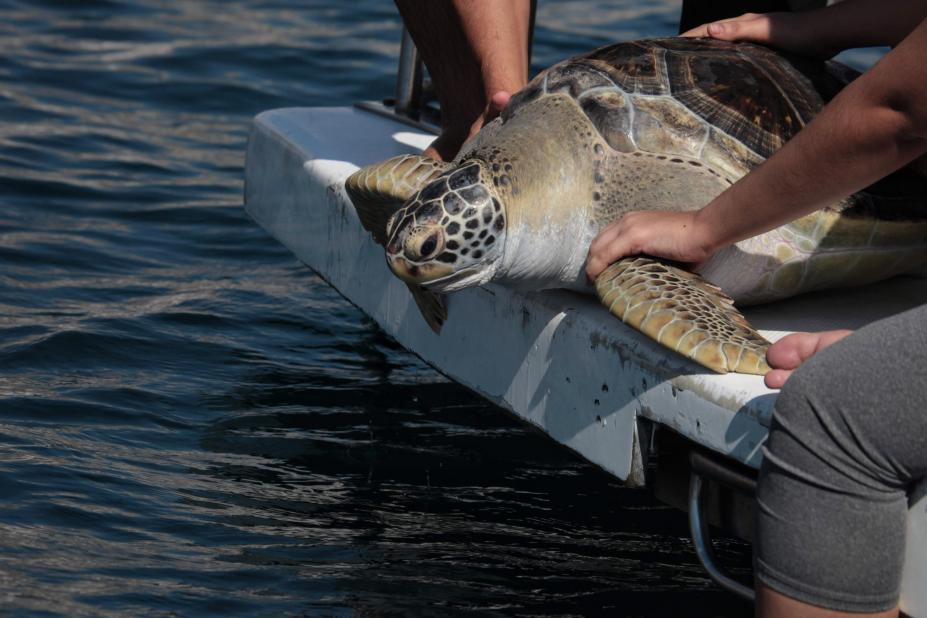 Am alto mar, duas pessoas seguram tartaruga em plataforma à beira de barco