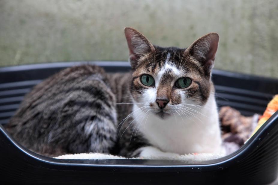 A gata Jade, quatro anos, olha para a foto. #paratodosverem