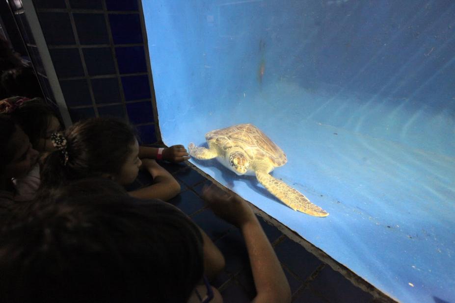 Crianças observam grande tartaruga dentro de tanque.#Paratodoverem