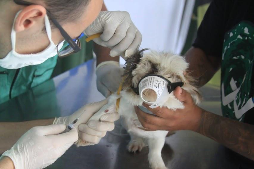 Veterinário coleta sangue de cão. #pracegover