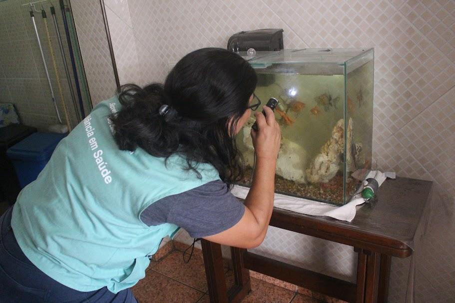 agente vistoria pequeno aquário doméstico. #paratodosverem
