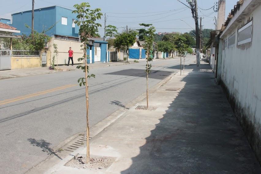 RUA COM QUATRO MUDAS DE ÁRVORES EM COVAS RECÉM-ABERTAS. #PARATODOSVEREM