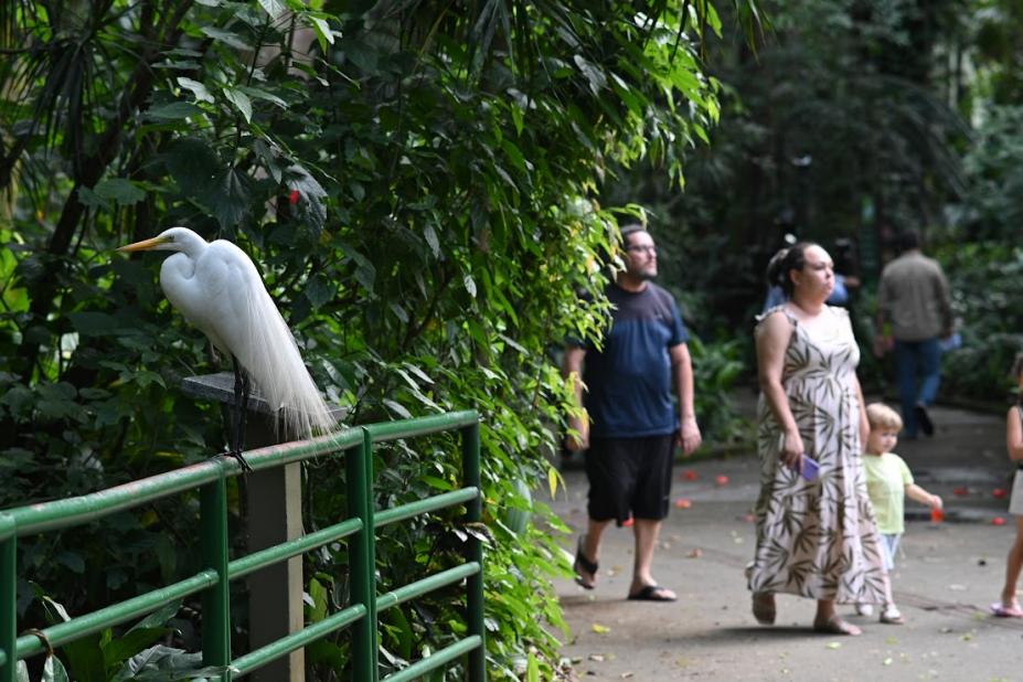 garça em ponte no orquidário #paratodosverem