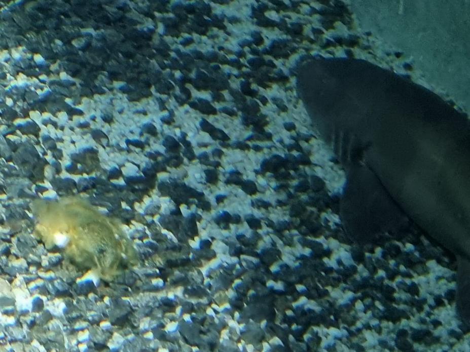 O tubarão à direita e um ovo à esquerda. Eles estão no tanque de água. #paratodosverem