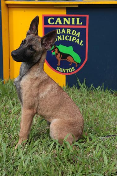 Pastora de três meses posa para foto diante de distintivo da Guarda, onde se lê Canil Guarda Municipal Santos