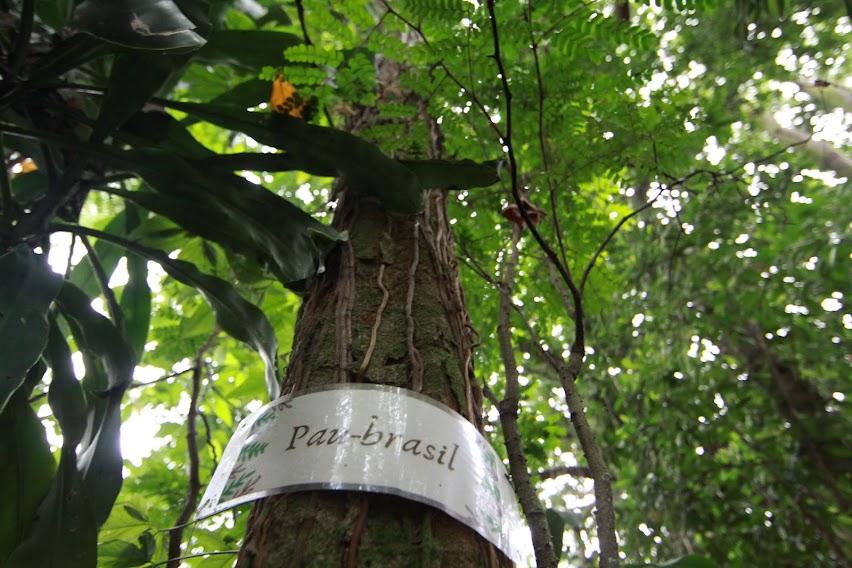 tronco de árvore com placa onde se lê pau-brasil. Acima, a copa. #paratodosverem
