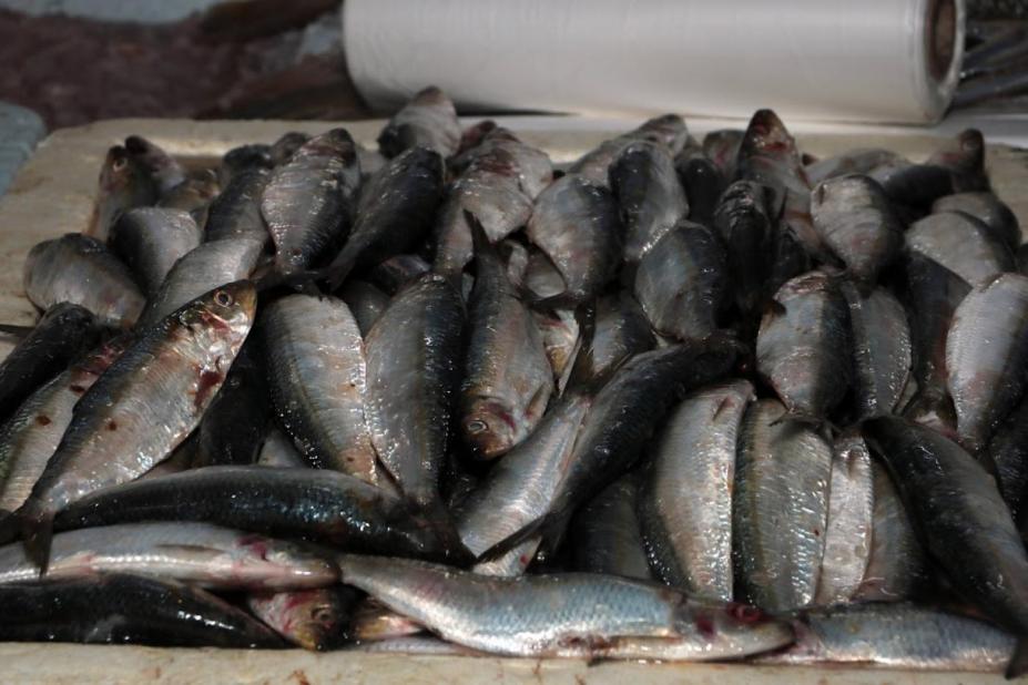 peixes em caixa #paratodosverem 