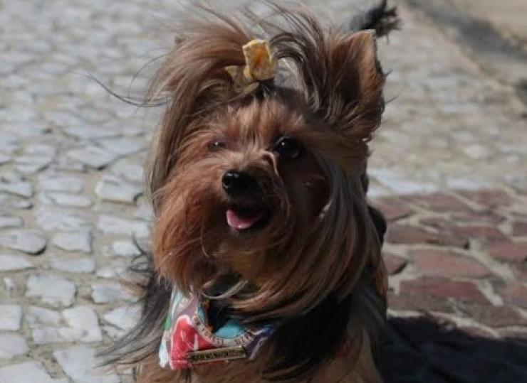 Cão em calçada de mosaico português. #paratodosverem