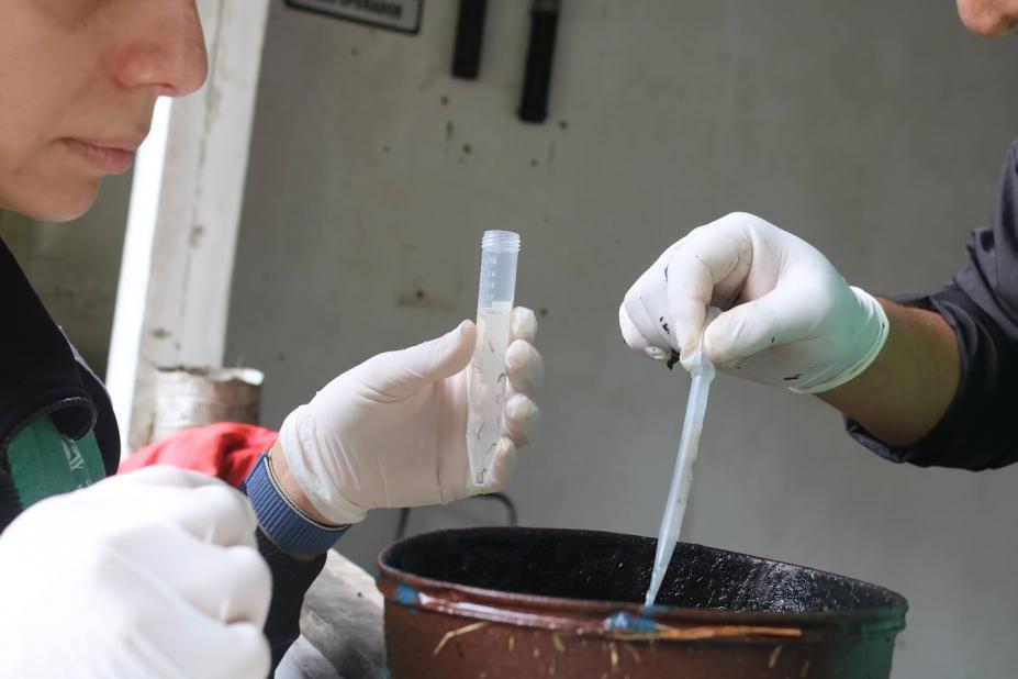 mãos manipulam pipeta e tubo de ensaio sobre um balde cheio de água. #paratodosverem