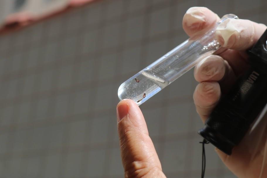 mãos seguram tubo de ensaio com amostras de larvas de mosquito. #paratodosverem