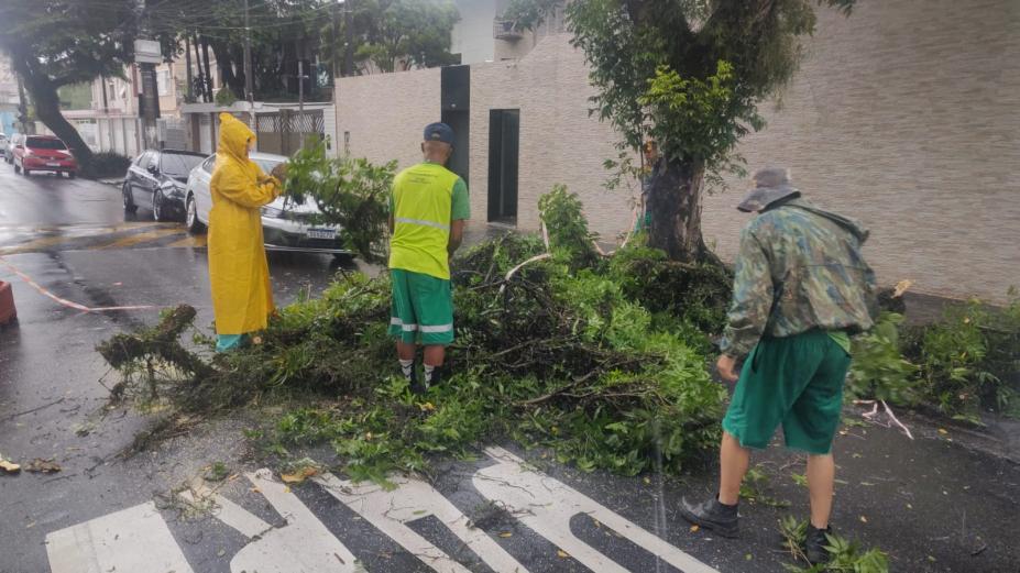 operários atuando para retirar árvore no chão #paratodosverem