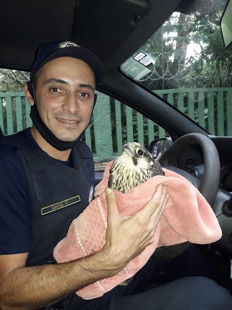 Guarda municipal segura falcão envolvido em uma toalha. Eles estão dentro de um carro. #paratodosverem