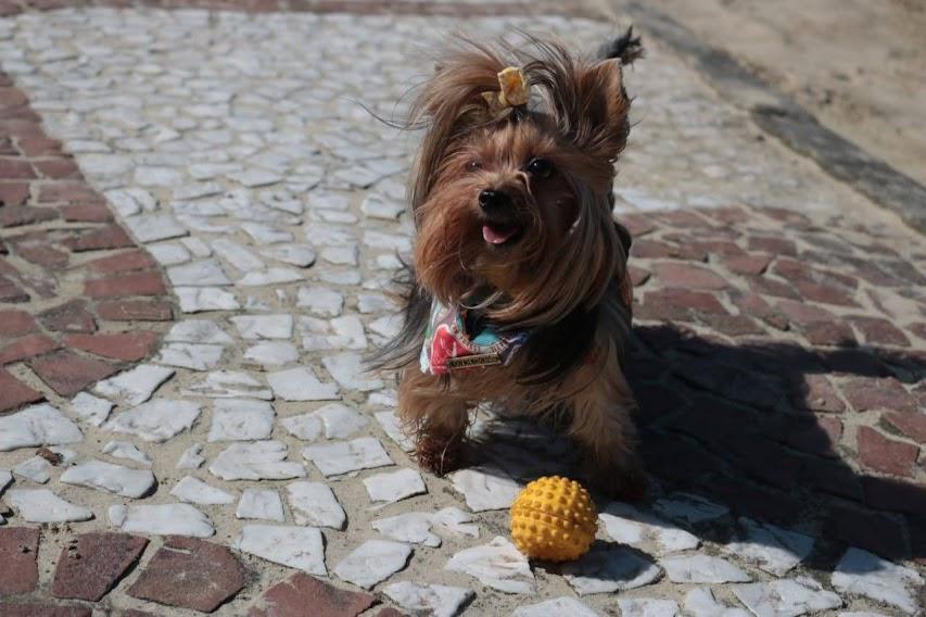Cachorro no calçadão da praia brincando com bola #paratodosverem
