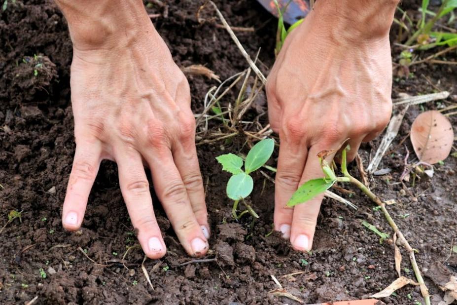 mãos apertam a terra bem próximas a uma pequena muda de vegetal recém-plantado. #paratodosverem