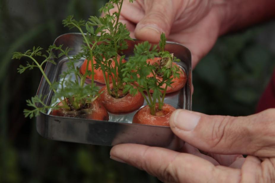 Imagem em close mostra mãos segurando um pequeno suporte com cinco micro mudas de ervas aromáticaas. #Paratodosverem