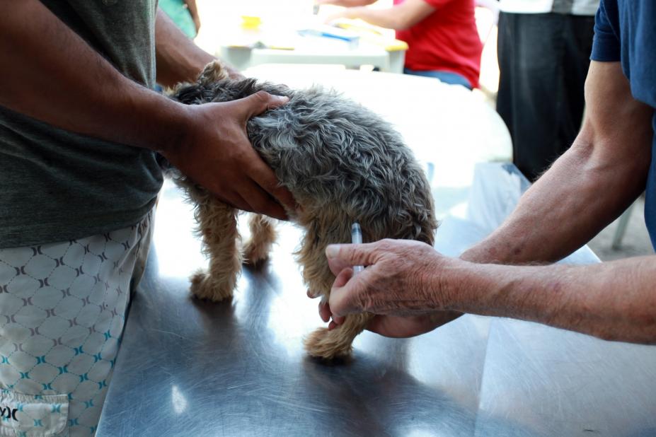 Imagem em close. Homem segura animal com as duas mãos enquanto outras mãos vacinam o cão. #Pracegover