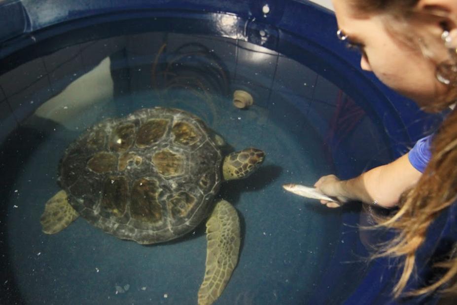 tartaruga está no tanque. Mulher, fora do tanque, estende a mão para o animal oferecendo uma sardinha para alimentá-la. #paratodosverem