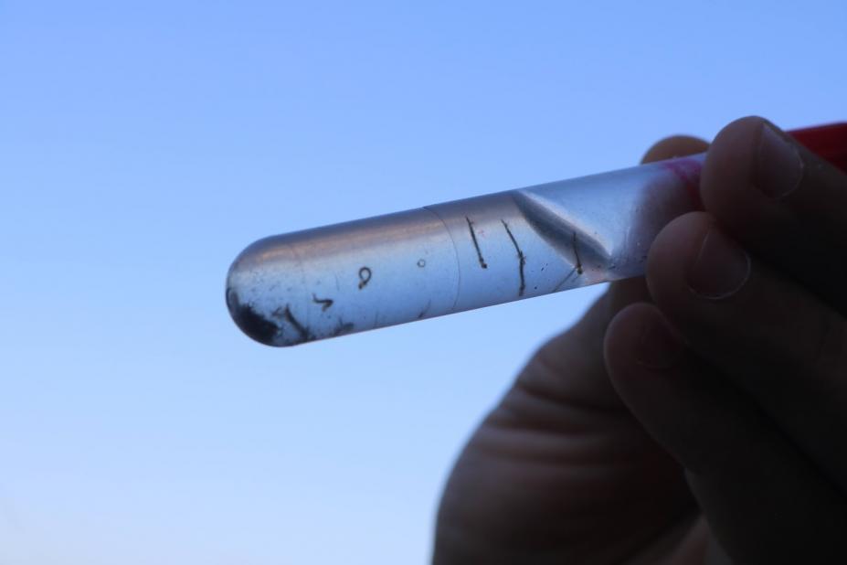 mão segura tubo de ensaio com larvas de mosquito. #paratodosverem 