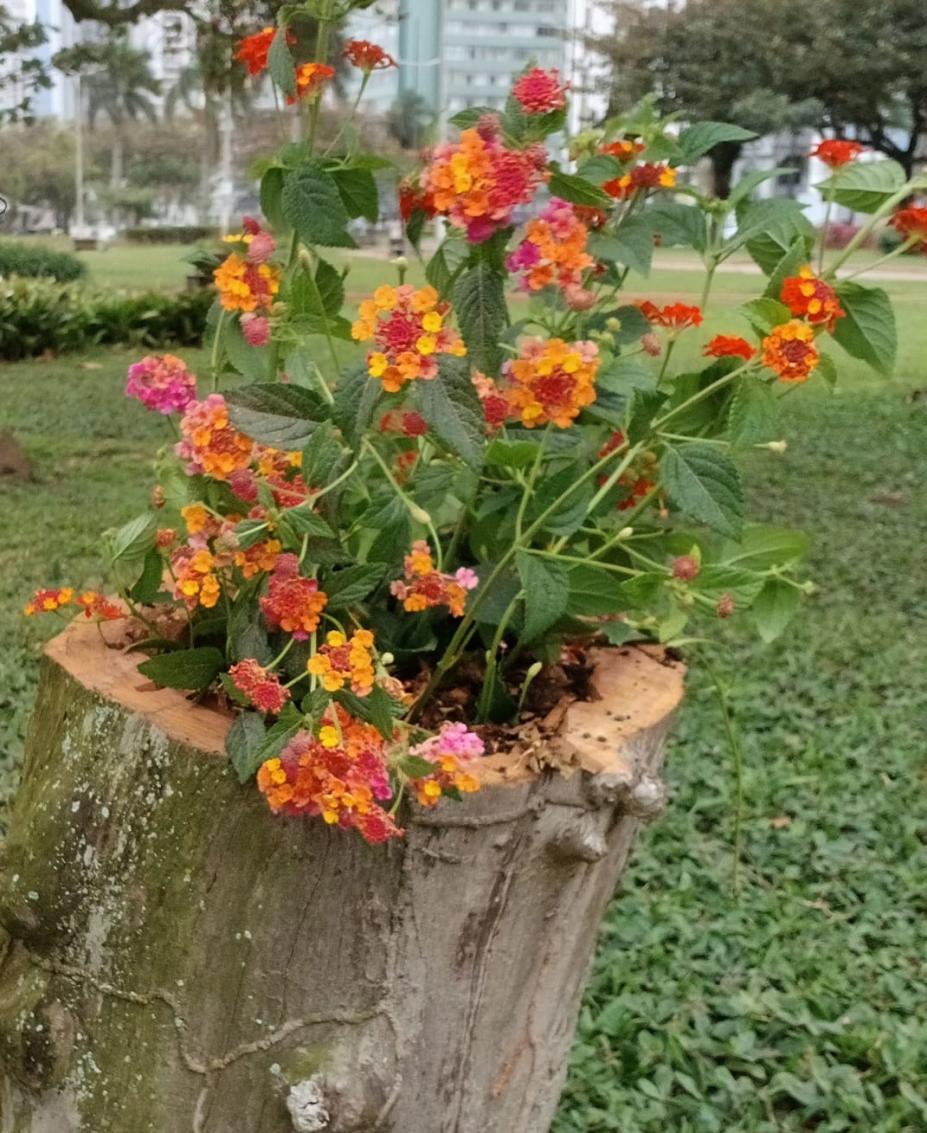 tronco de árvore serve de vaso para plantas e flores. #paratodosverem