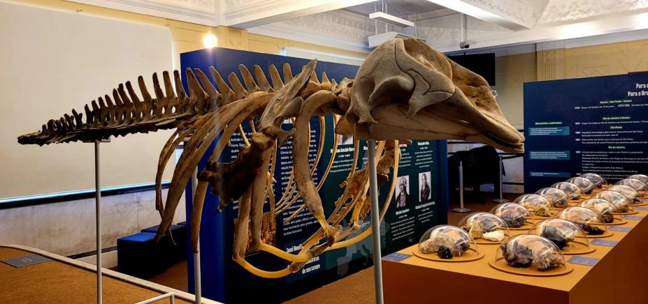 esqueleto de baleia e pedras em exposição ao fundo na exposição #paratodosverem