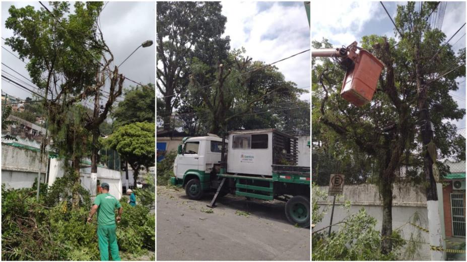 três imagens de árvores sendo podadas #paratodosverem