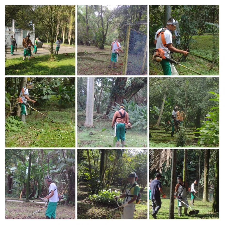 varias imagens de pessoas trabalhando com roçadeiras #paratodosverem