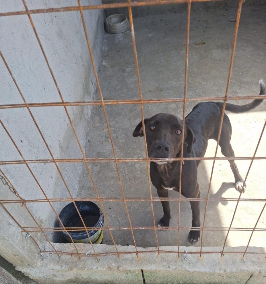 cachorro por trás de grade. #paratodosverem 