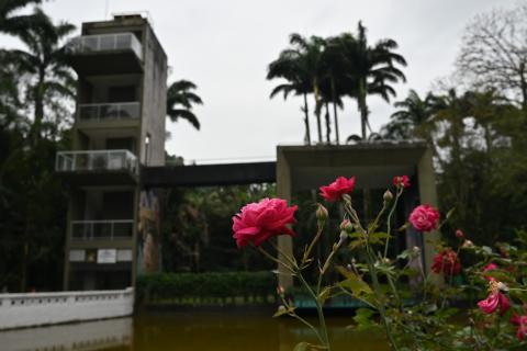 flor com edificação ao fundo #paratodosverem