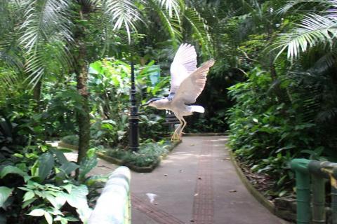 ave voa no orquidário #paratodosverem