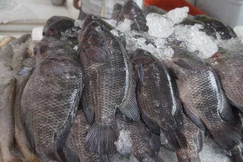 peixes expostos a venda #paratodosverem