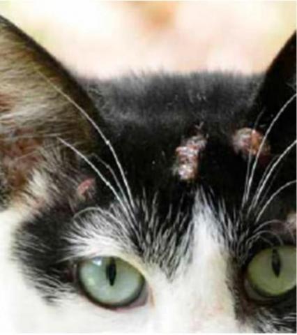 imagem mostra lesão na pele de gato #paratodosverem