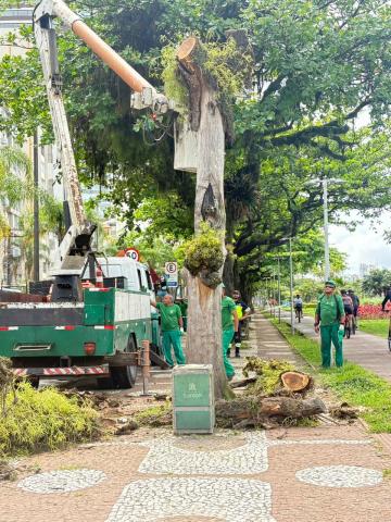 operários atuando nas árvores #paratodosverem