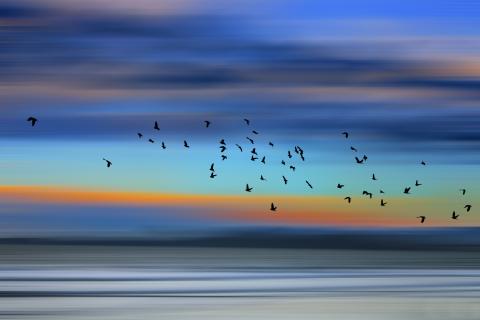 quadro mostra pássaros voando #paratodosverem