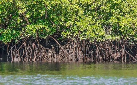 imagem de mangue #paratodosverem 